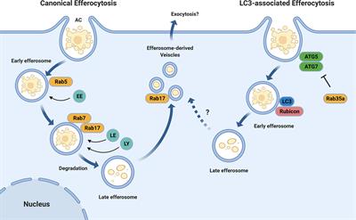 Cellular Responses to the Efferocytosis of Apoptotic Cells